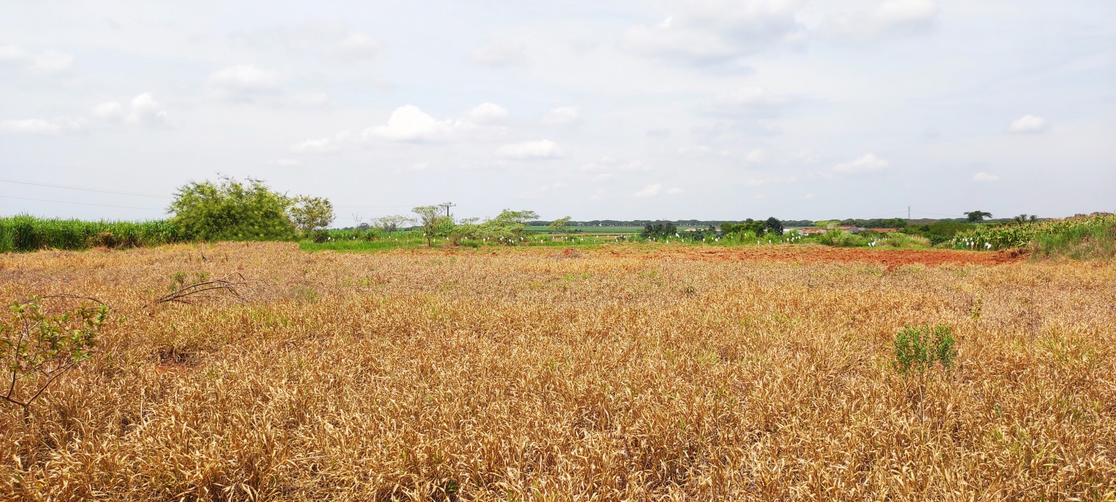 Area industrial com 20.000m em Iracemapolis SP