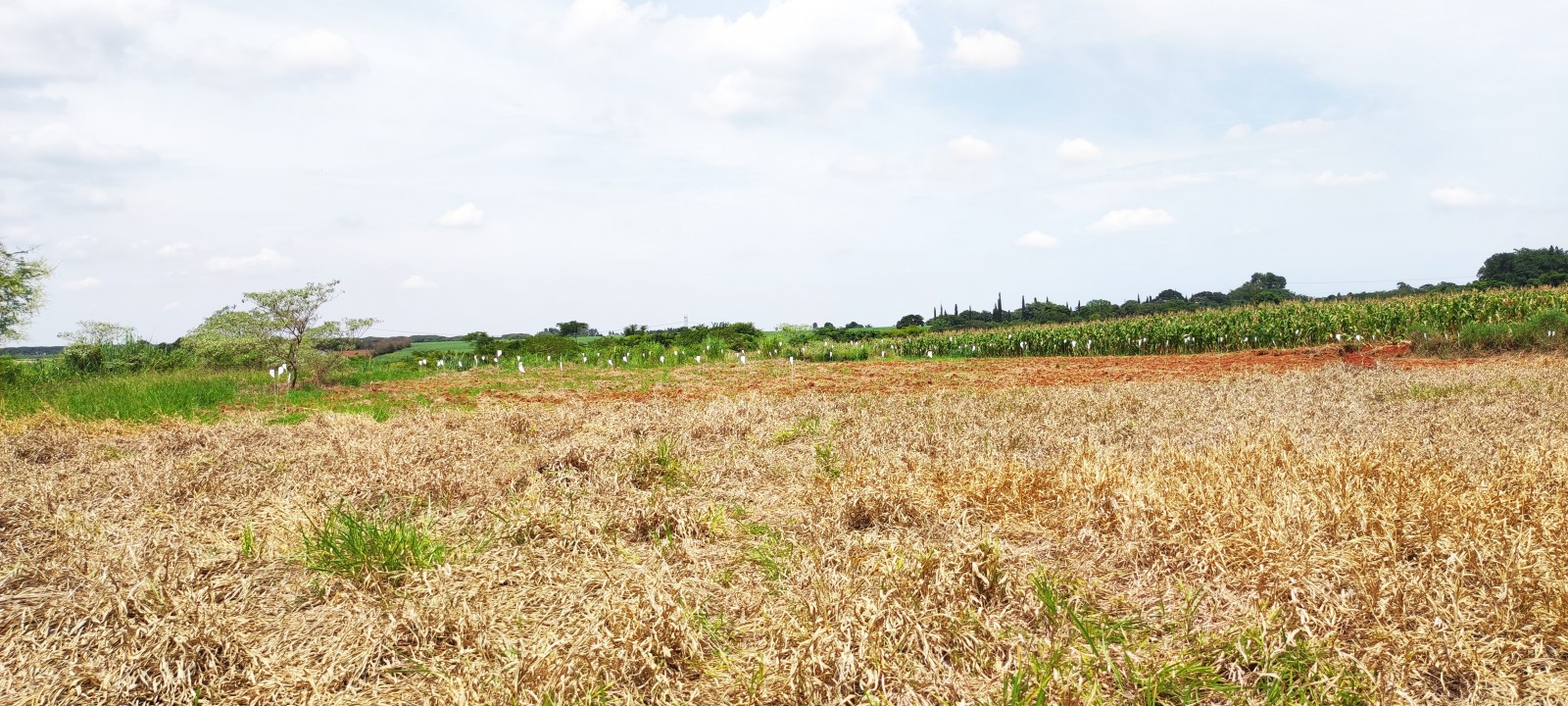 Area industrial com 20.000m em Iracemapolis SP