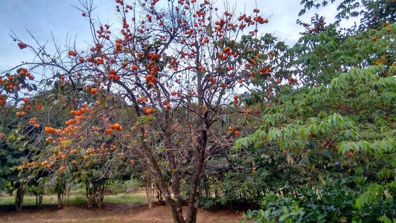 Fazenda à venda com 2 quartos, 40000m² - Foto 28