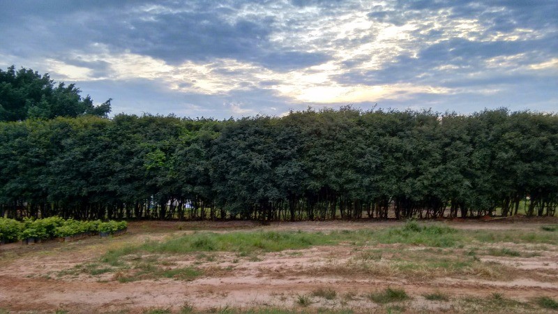 Fazenda à venda com 2 quartos, 40000m² - Foto 41