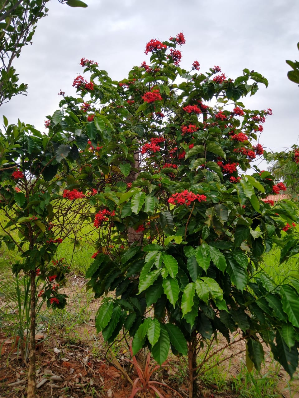 Fazenda à venda com 2 quartos, 1000m² - Foto 31