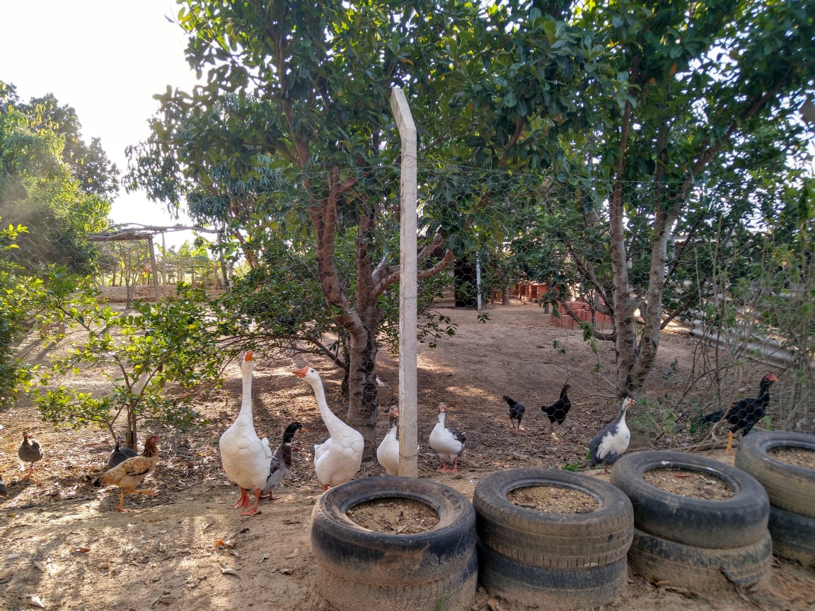 Fazenda à venda com 2 quartos, 1000m² - Foto 22