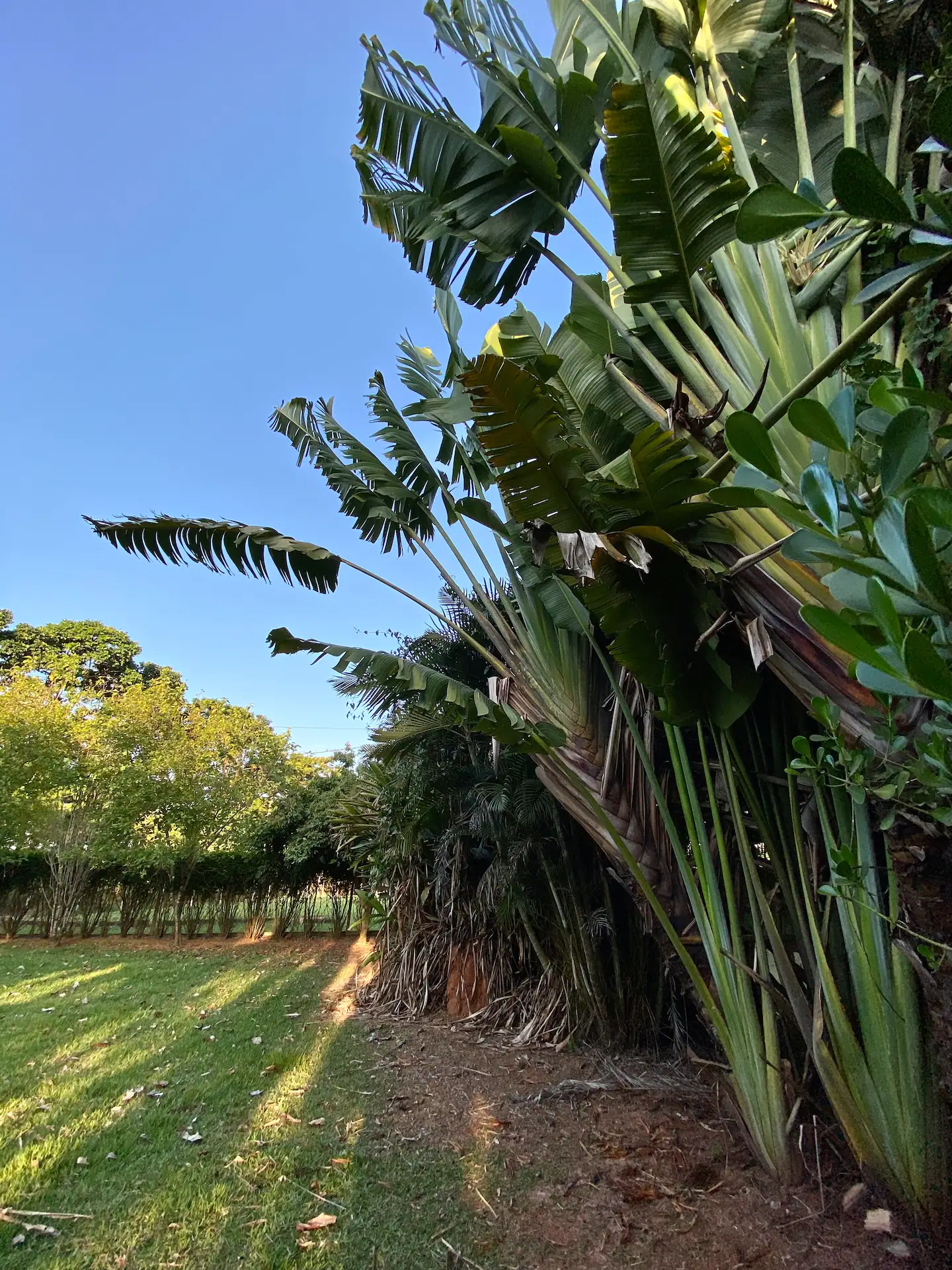 Fazenda à venda com 2 quartos, 2000m² - Foto 18